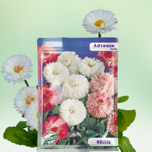 Bellis (1)