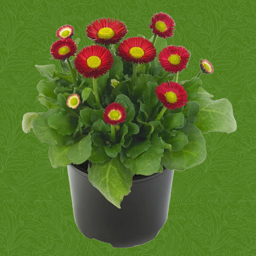 Bellis (5)