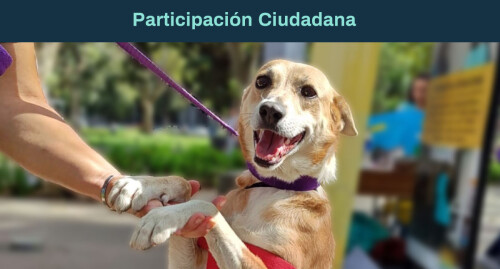 jornada-de-adopcion-septiembre-header.jpg